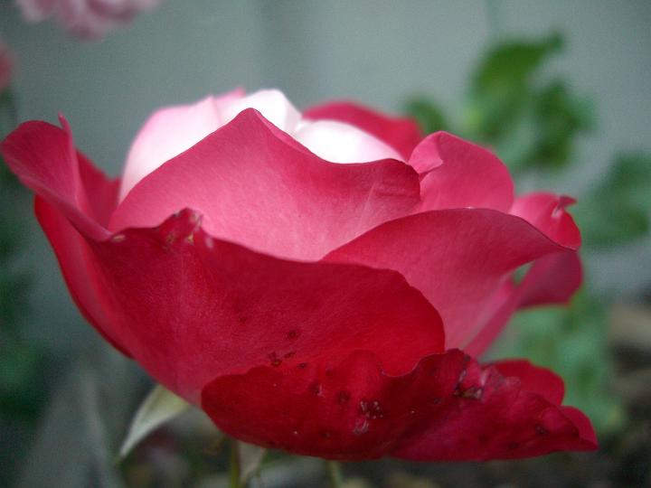 Nostali 3.jpg - Nostalgie kallas även Smultron och mjölk. Det syns ju varför.
En thehybrid med krämvita blommor med körsbärsröd kant som blommar Juni till augusti
Kraftigt buskigt växtsätt. Ca. 60-70cm bred. zon 4